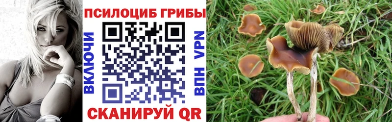Галлюциногенные грибы Cubensis Белово
