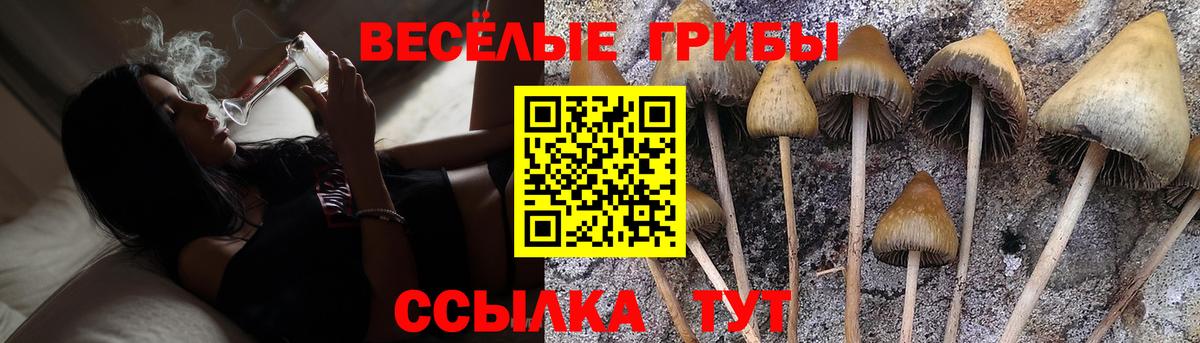 Галлюциногенные грибы Psilocybine cubensis Белово